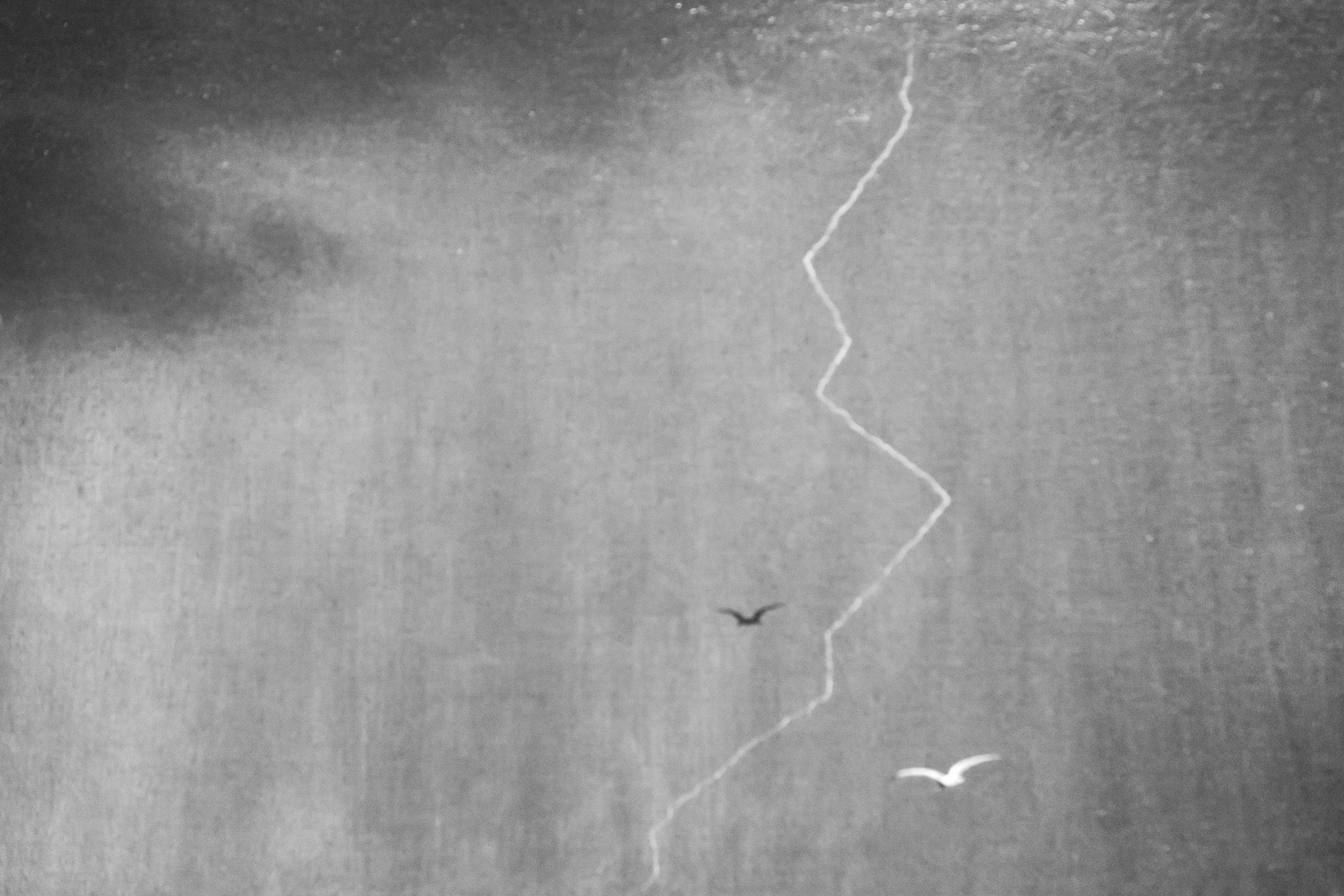 Black and White Birds