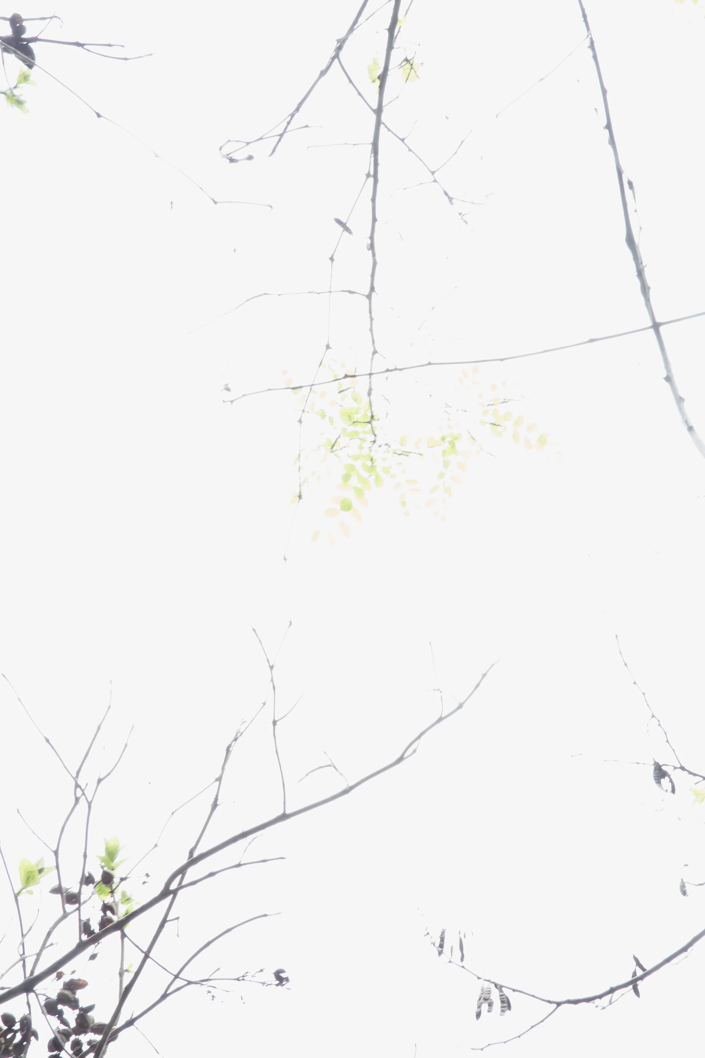 Fort Tryon-1.jpg