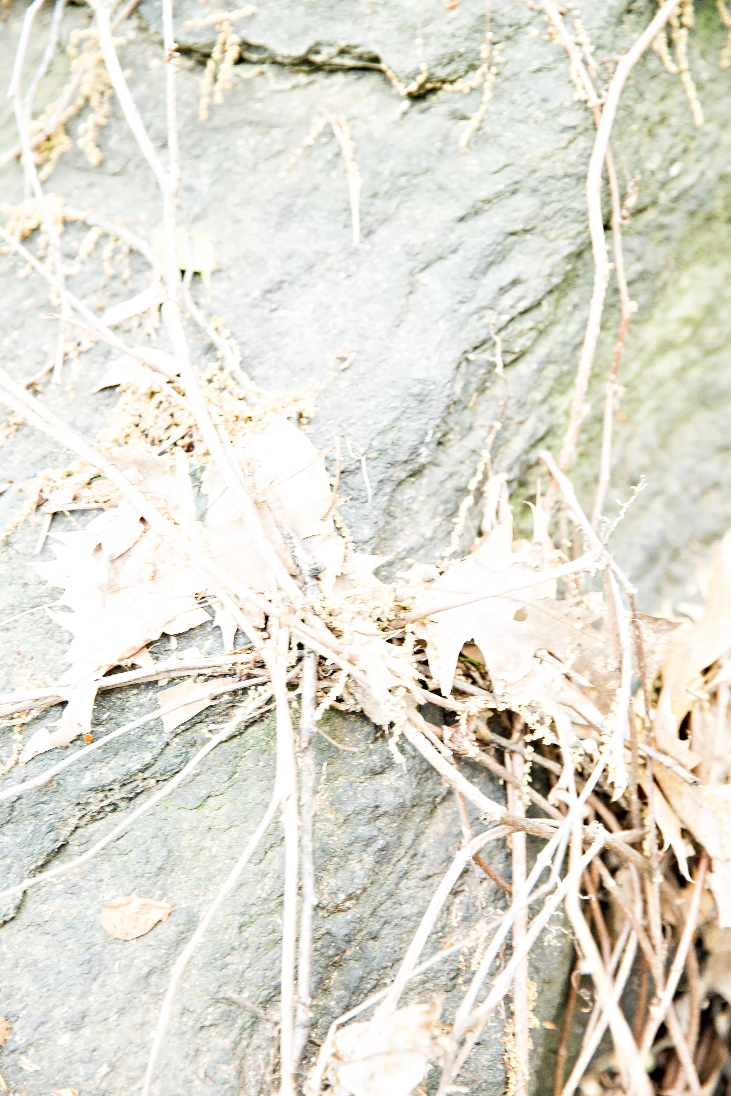 Fort Tryon-9.jpg