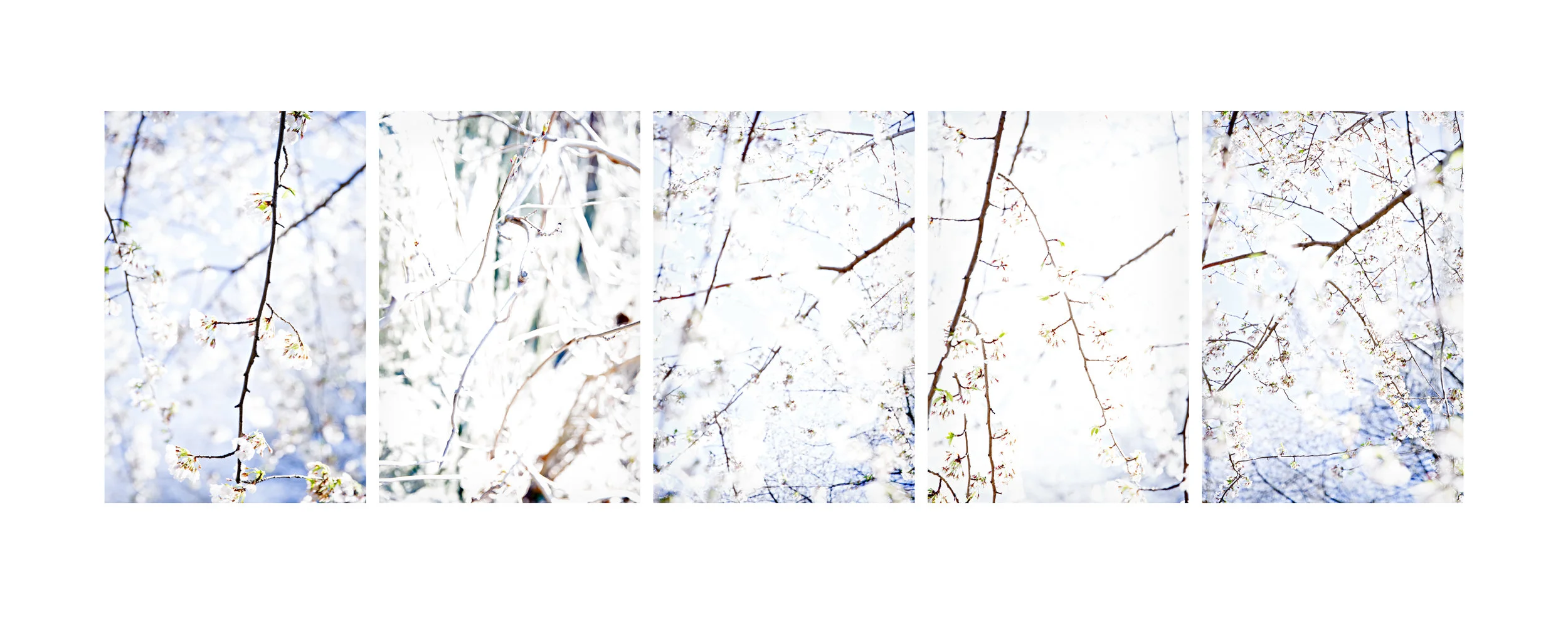 Blossom Nos. 1-5 Multi-panel Scroll