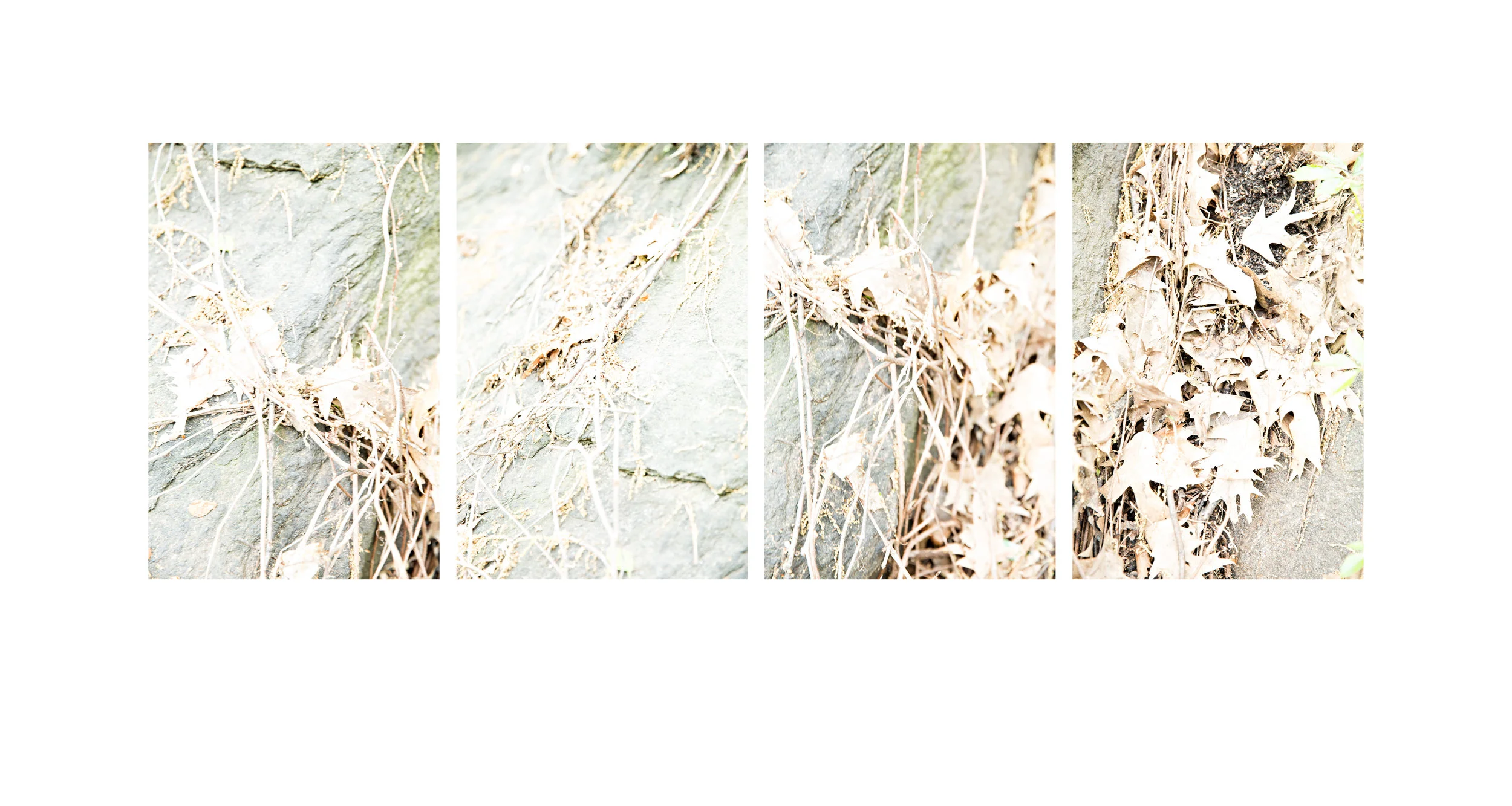 Leaf Nos. 1-4 Multi-panel Scroll