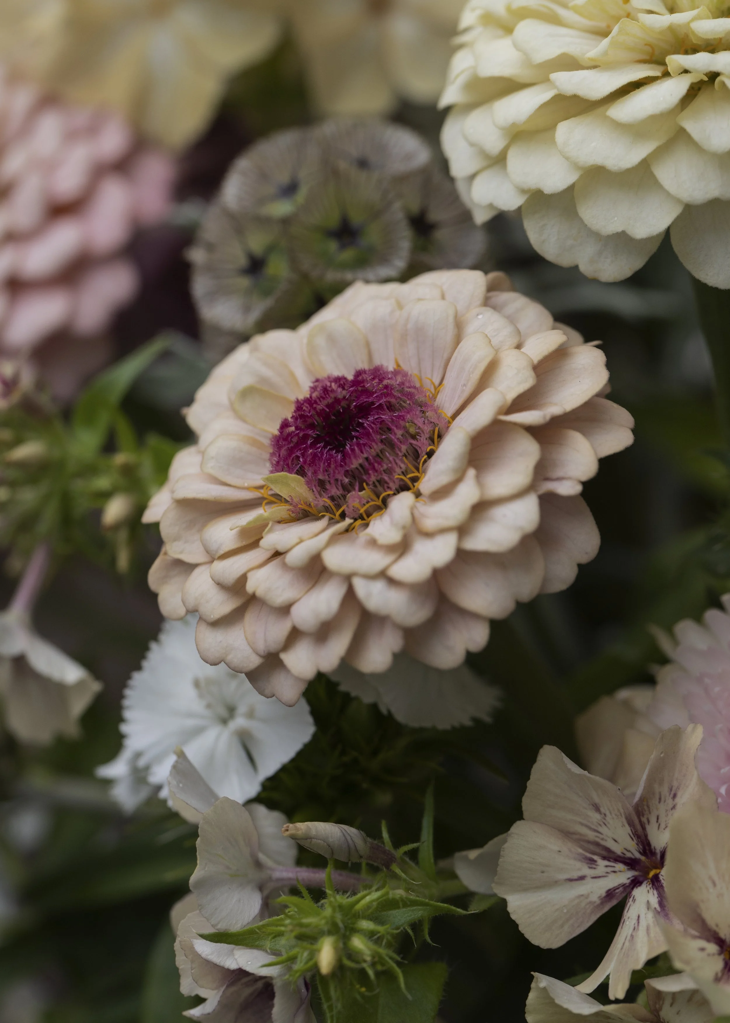 Building a Garden for Beneficial Insects and Wildlife: A Journey in Bloom and Beauty