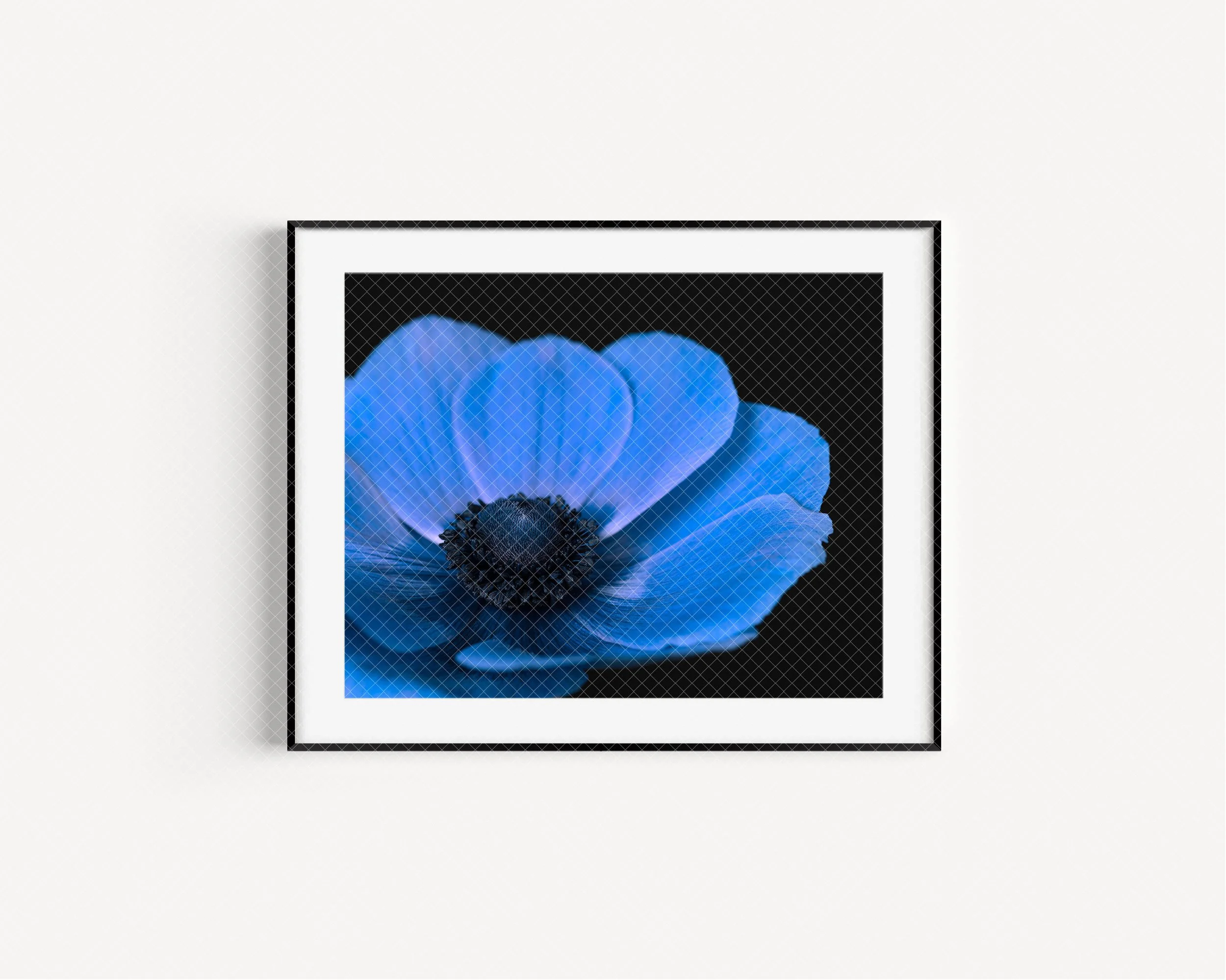 astoria-oregon-fine-art-kathleen-barber-blue-anemone-frame.jpg