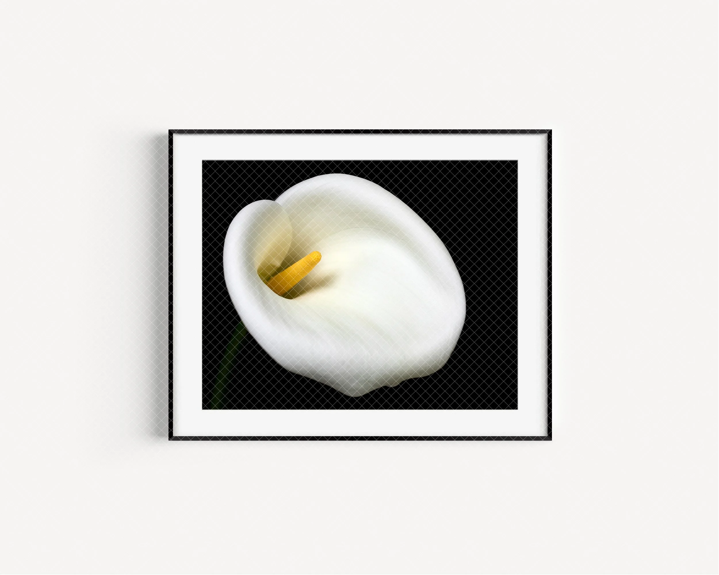 astoria-kathleen-barber-photography-calla-lily-frame.jpg