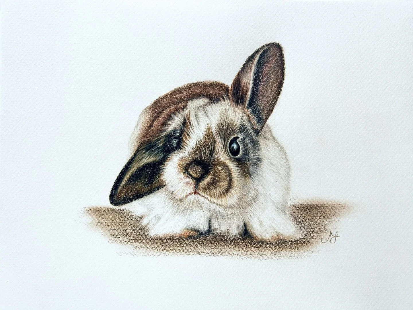 Bunny progression! I wasn&rsquo;t a fan of this paper because off the bumps in it but I still think he turned out cute. Reference photo from Feelona on Pixabay. 

#coloredpencil #coloredpencildrawing #coloredpencilart #petportrait #petportraitartist 