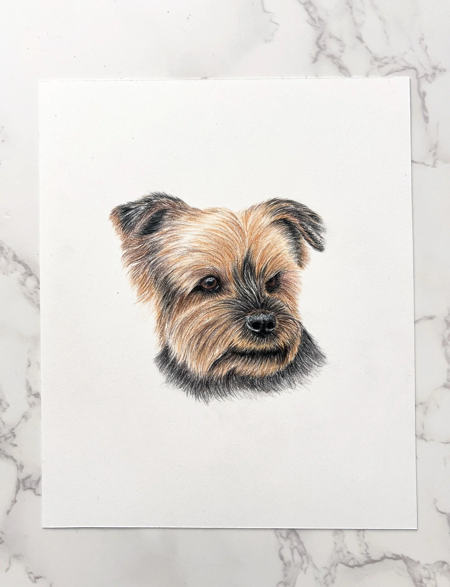 Just a little scruffy puppy sketch! Today I got to meet the sweetest 14 year old Westie named Sam who reminded me of my Daisy and Gryffindor! 

#dog #terrier #dogart #yorkie #cairnterriersofinstagram #dogdrawing #petportrait #petportraitartist #petpo