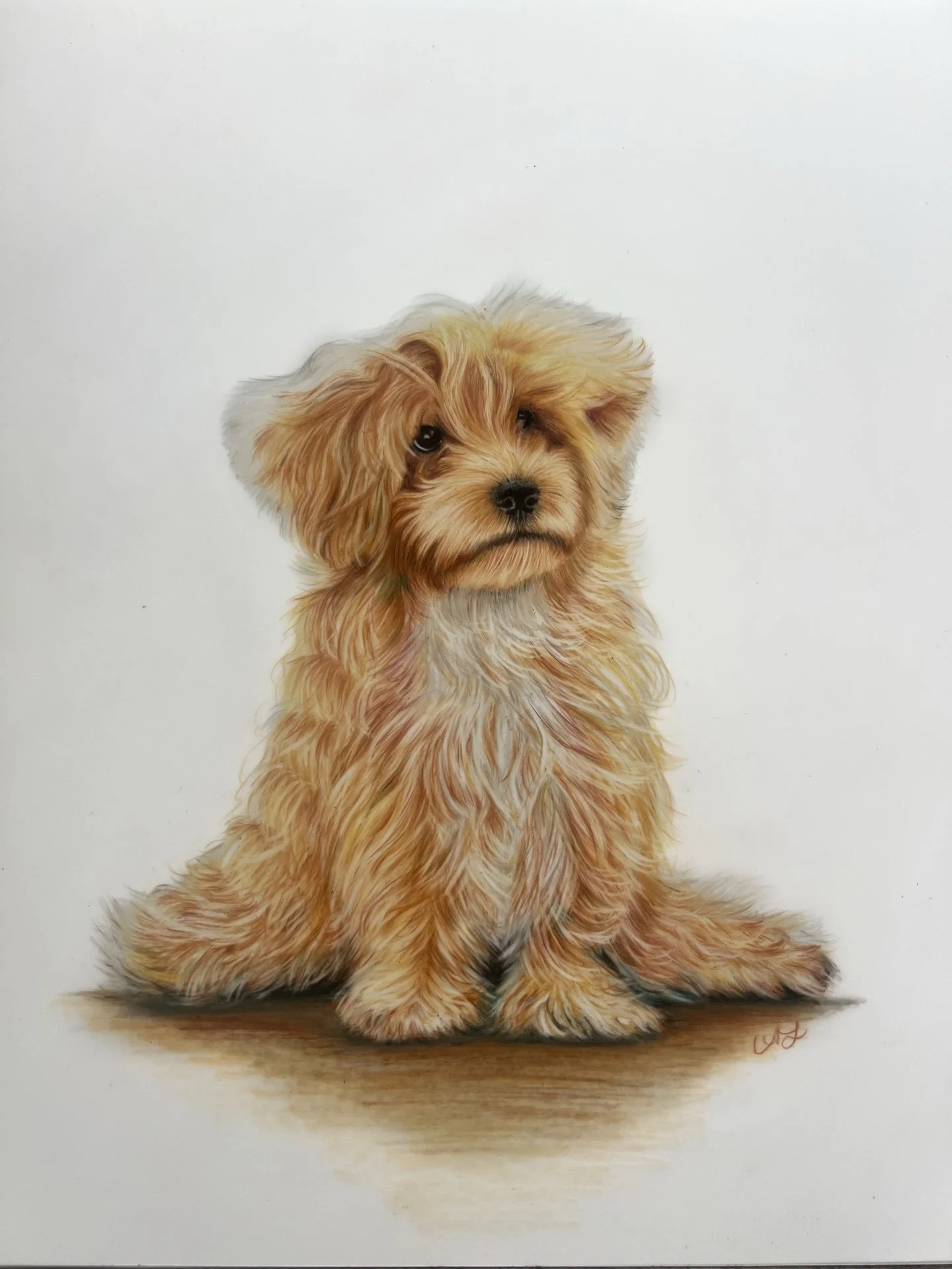 The scruffier and fluffier the puppy&hellip;the better!

Now accepting commissions for pet portraits in colored pencil and graphite, as well as digital art and graphic design projects! I will also be opening an online shop soon where I will have my p