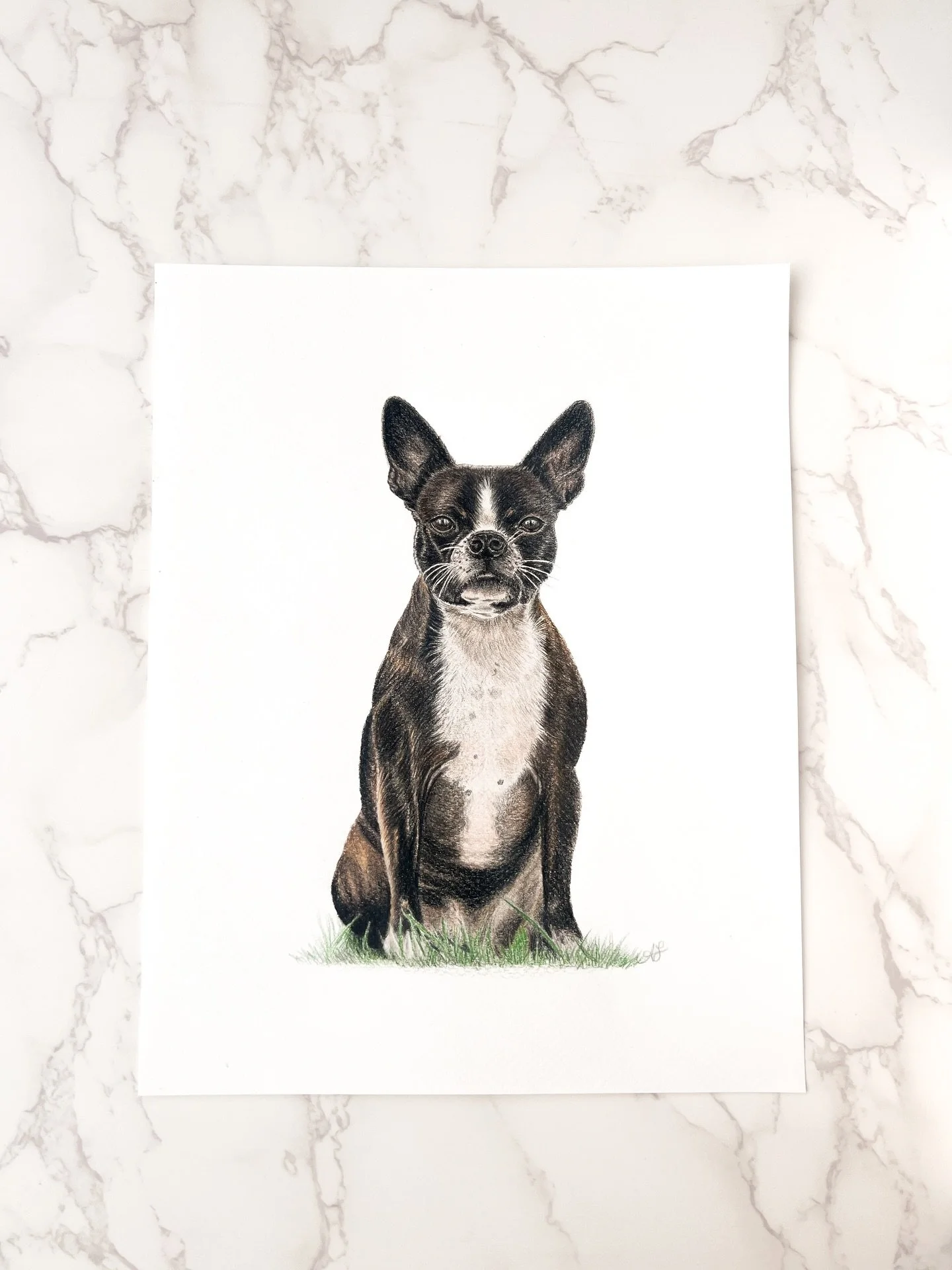 Miss Lola!

This was a surprise drawing for my good friend Beth. Lola and my dog who crossed the rainbow bridge, Daisy, used to have play dates all the time!

#petportraitartist #petportraitsofinstagram #petportrait  #bostonterrierlove #coloredpencil