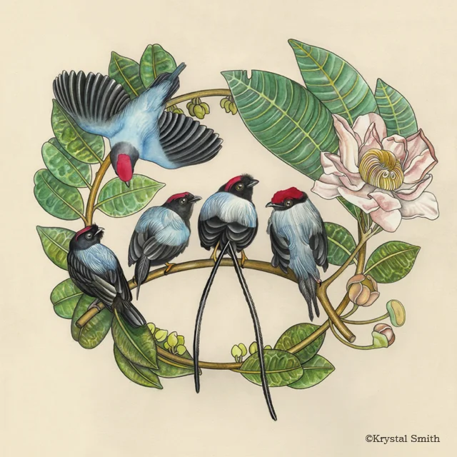Chiroxiphia is a genus of passerine birds in the manakin family. The species include: Lance-tailed manakin ( Chiroxiphia lanceolata), long-tailed manakin ( Chiroxiphia linearis), blue-backed manakin ( Chiroxiphia pareola), yungas manakin ( Chiroxiphia boliviana), and blue manakin ( Chiroxiphia caudata).