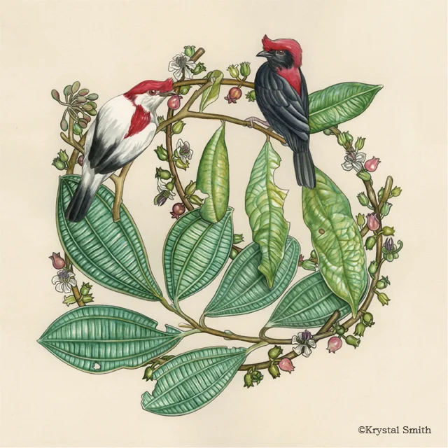 Antilophia is a genus of passerine birds in the manakin family. The species include: Helmeted manakin ( Antilophia galeata ) and araripe manakin ( Antilophia bokermanni ).