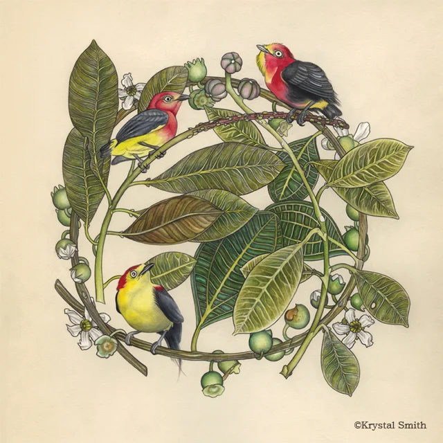 Pipra is a genus of passerine birds in the manakin family. The species include: Crimson-hooded manakin ( Pipra aureola ), Band-tailed manakin ( Pipra fasciicauda ), Wire-tailed manakin ( Pipra filicauda ), and Red-headed manakin ( Pipra rubrocapilla ).