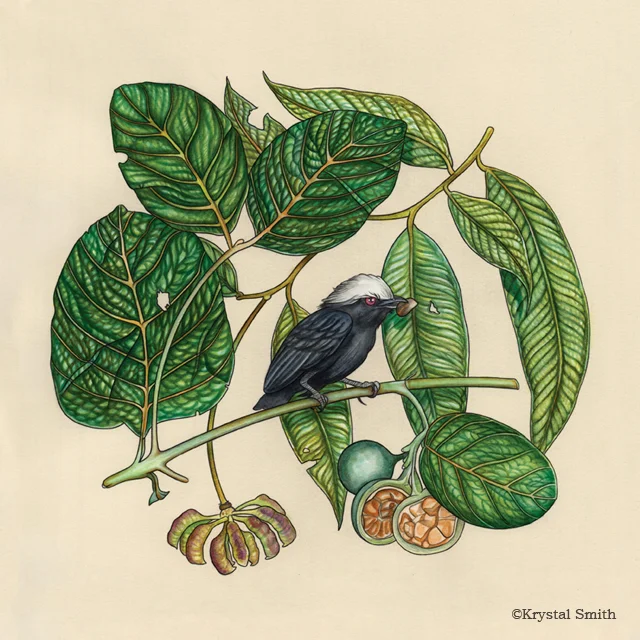 The white-crowned manakin ( Dixiphia pipra ) is a tiny passerine bird in the manakin family.
