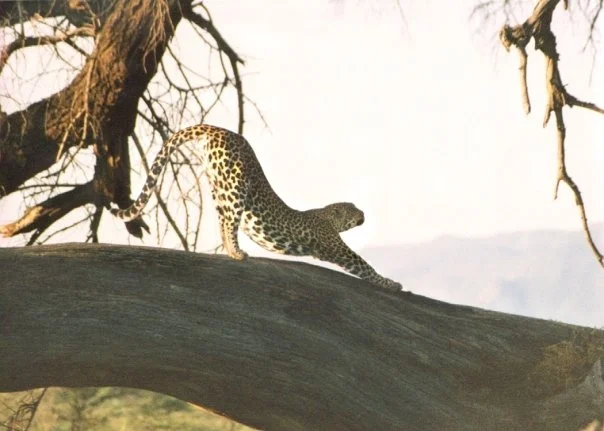 leopard stretch.jpg