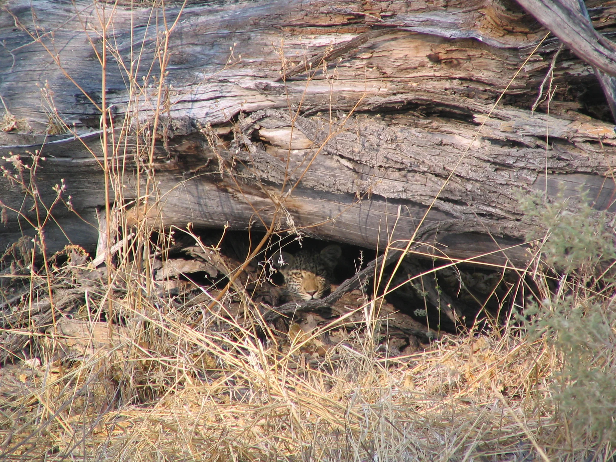 Leopards are masters of camouflage. Often, they will hide and watch, rather than run, relying on their ability to blend into their surroundings.