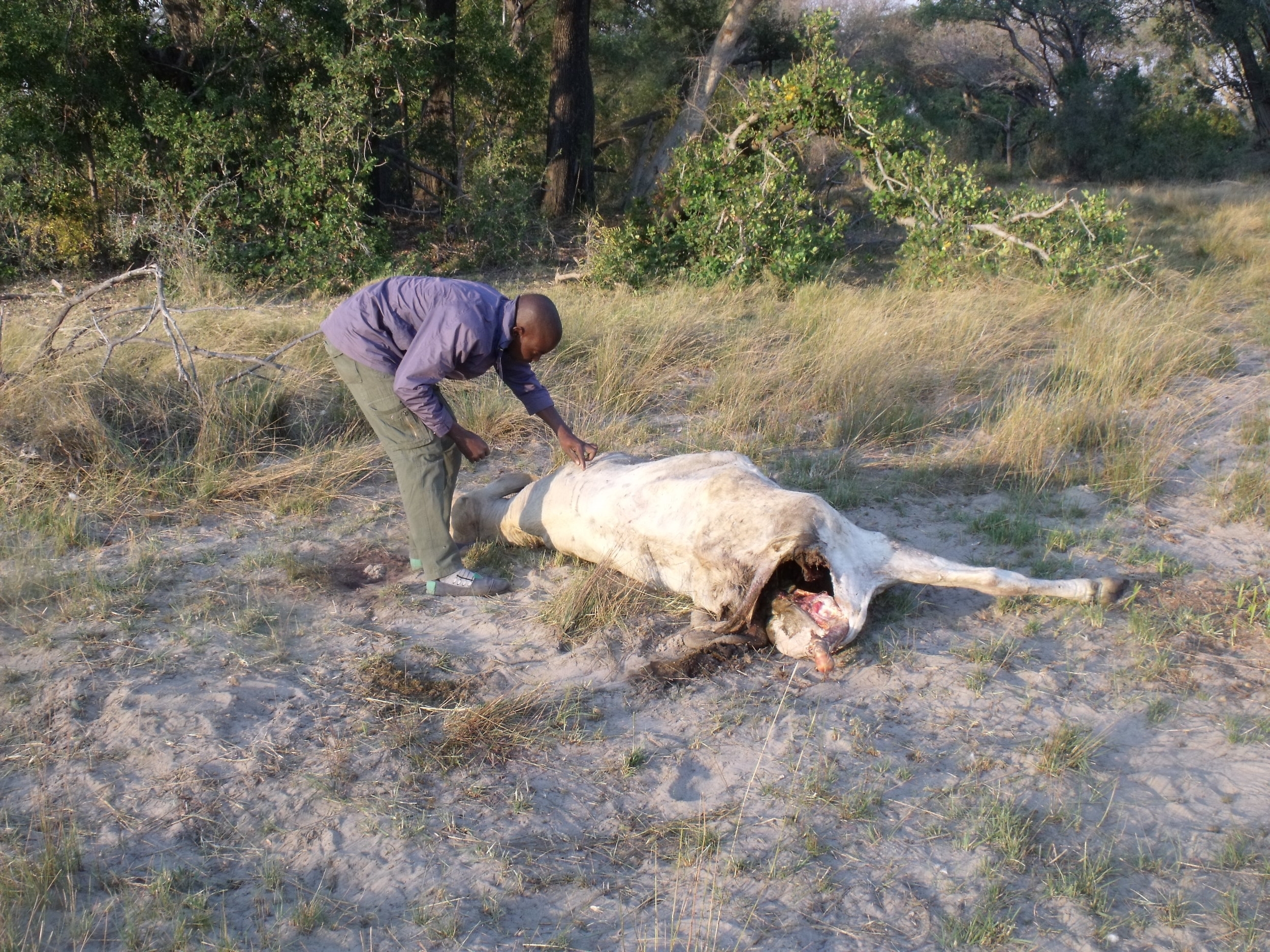 Pro Tomeletso investigating a lion kill. Community members state that lions cause a significant portion of cattle deaths, so it is important to understand and record each case to help reduce them.