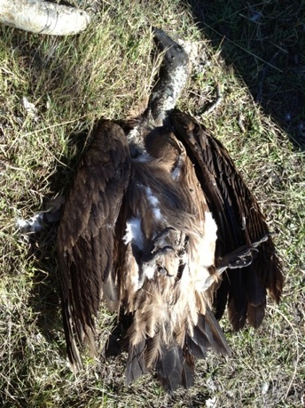 Vulture found poisoned at a carcass in Northern Botswana. Photo credit: Richard Boltar