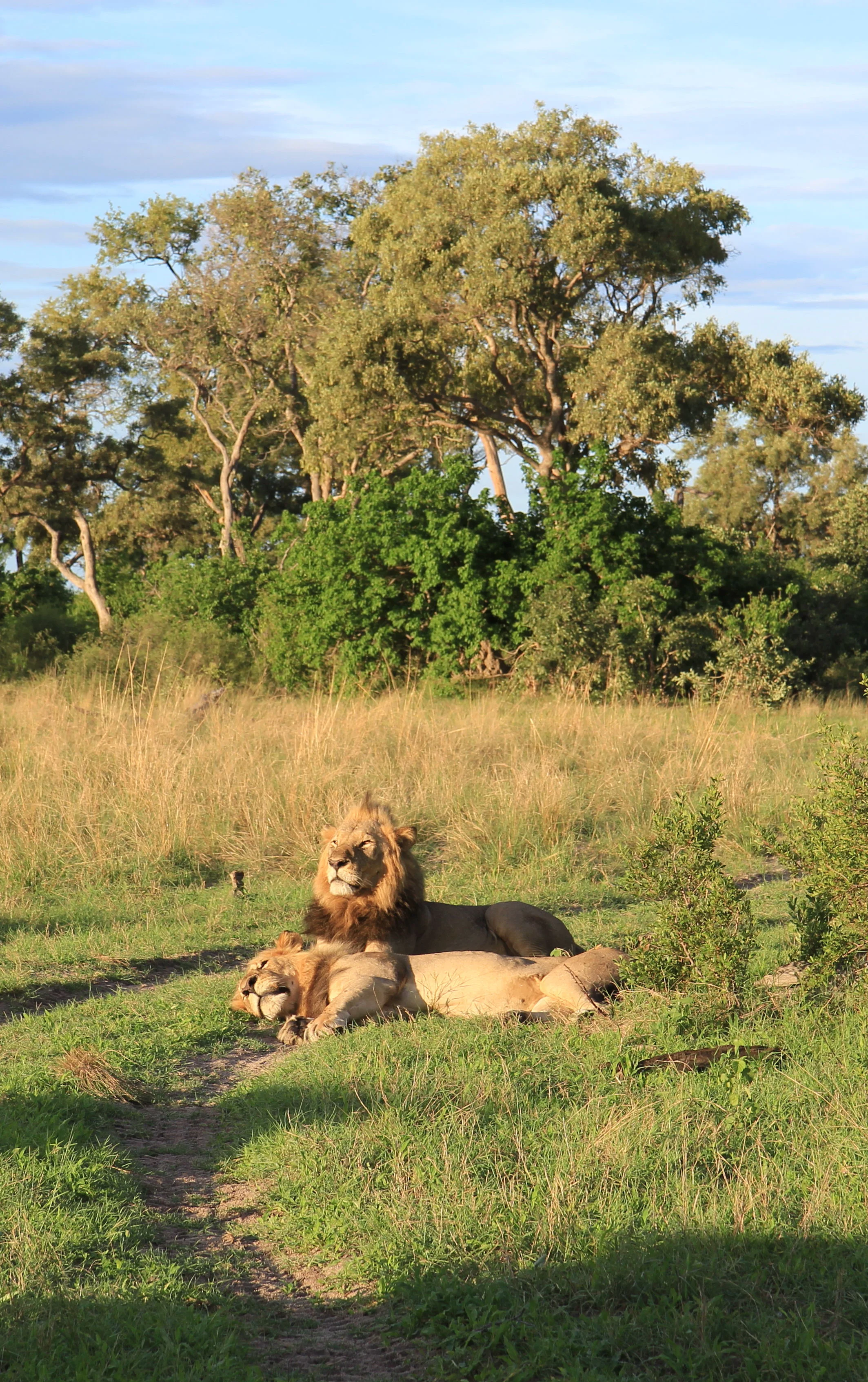 Lions from the adjacent wildlife concession.
