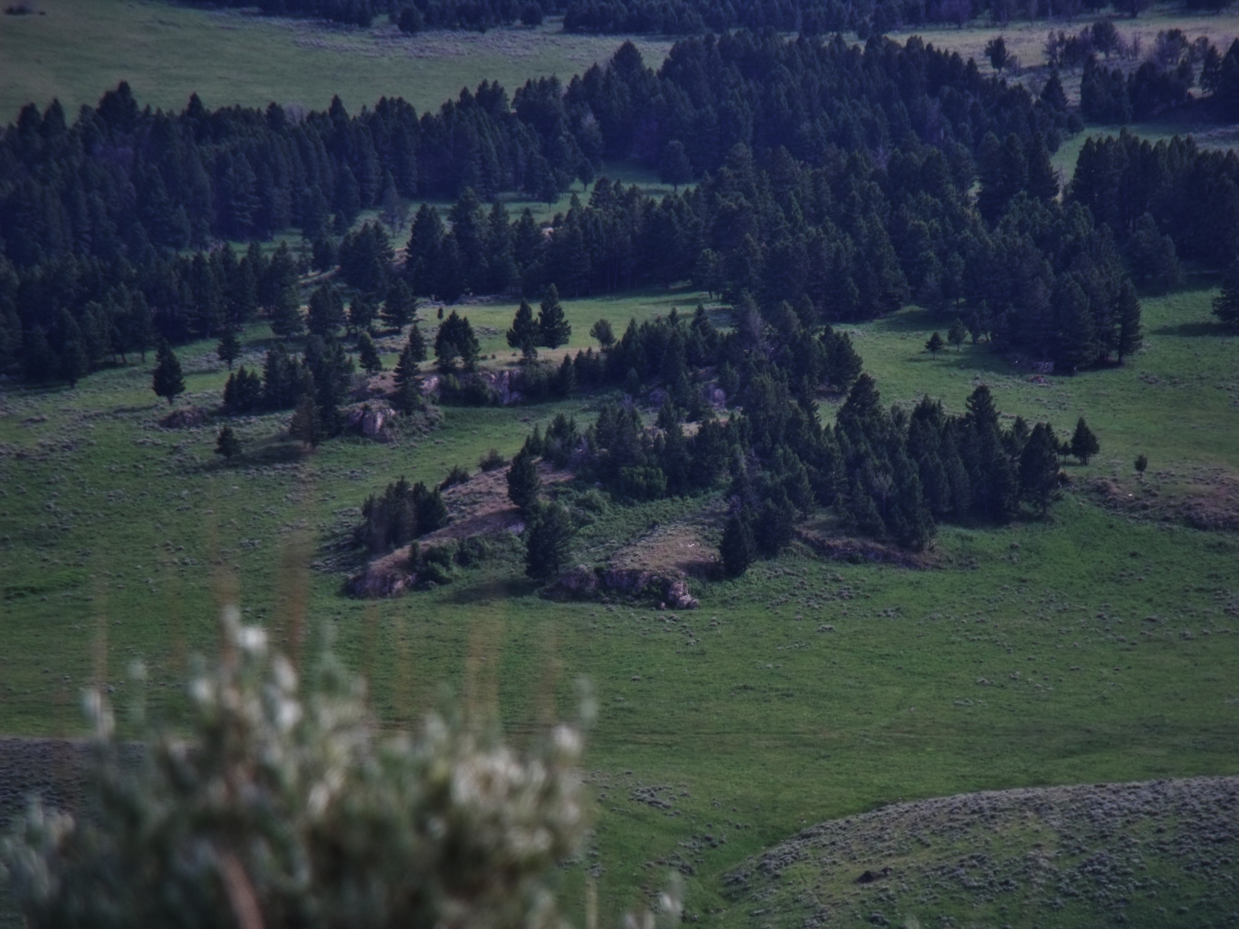 Rendez vous site of the wolves