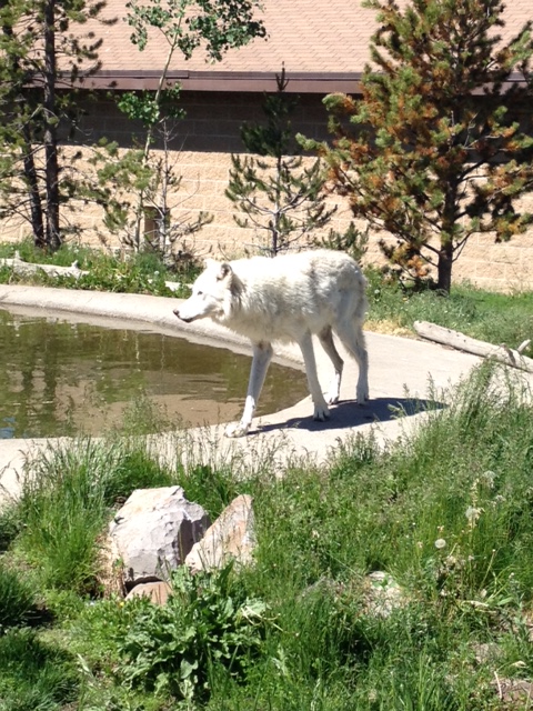 Captive wolf at the grizzly and wolf discovery center