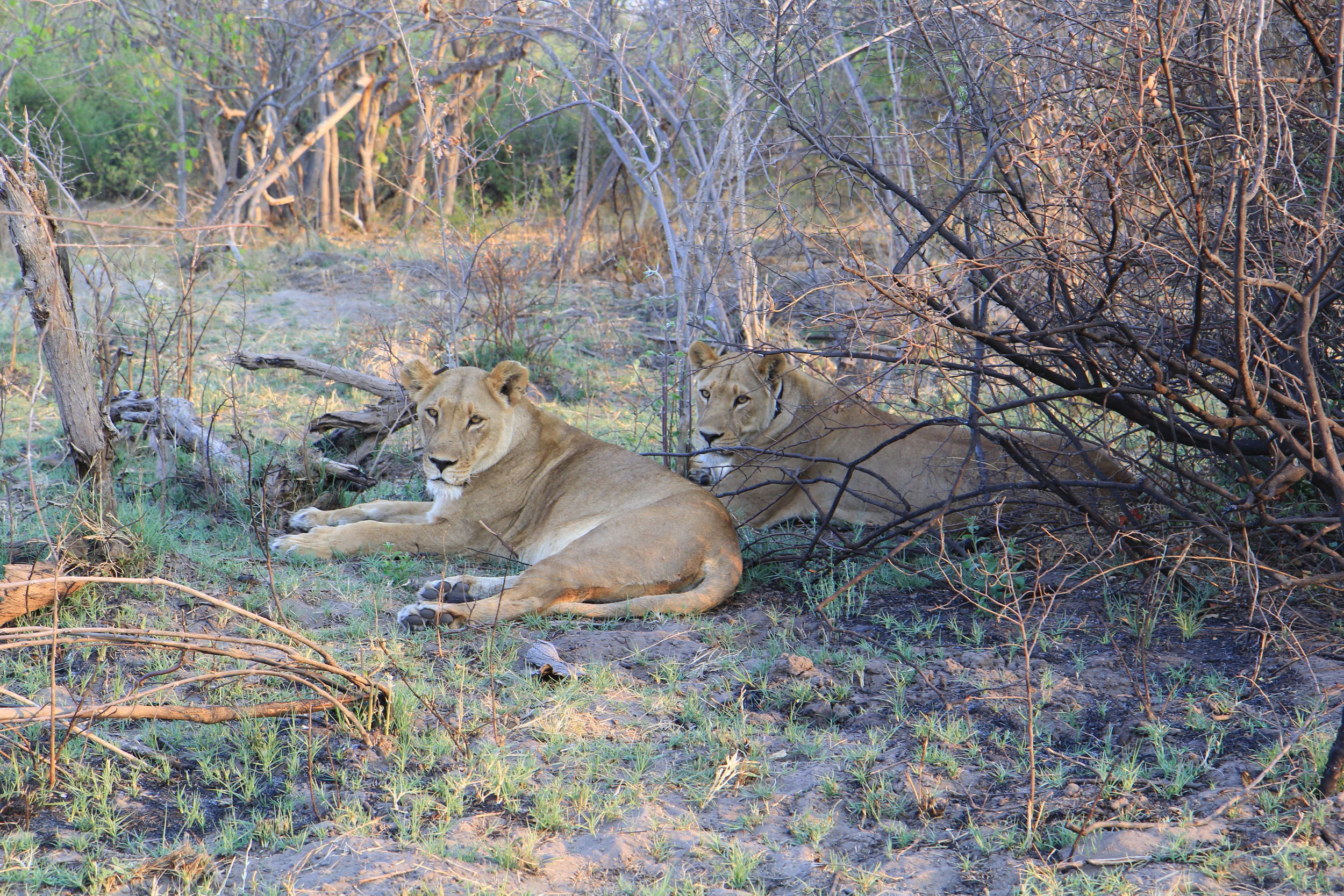 Mayenga or "Decorated by the Gods" was named by the villagers in Northern Botswana