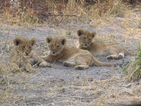 It is always exciting to spend time with a pride that has young, energetic cubs and it is hard to revisit the same pride to see that a few of these cubs are missing. Two of our prides have had such losses recently and we hope to address the cause of these losses.