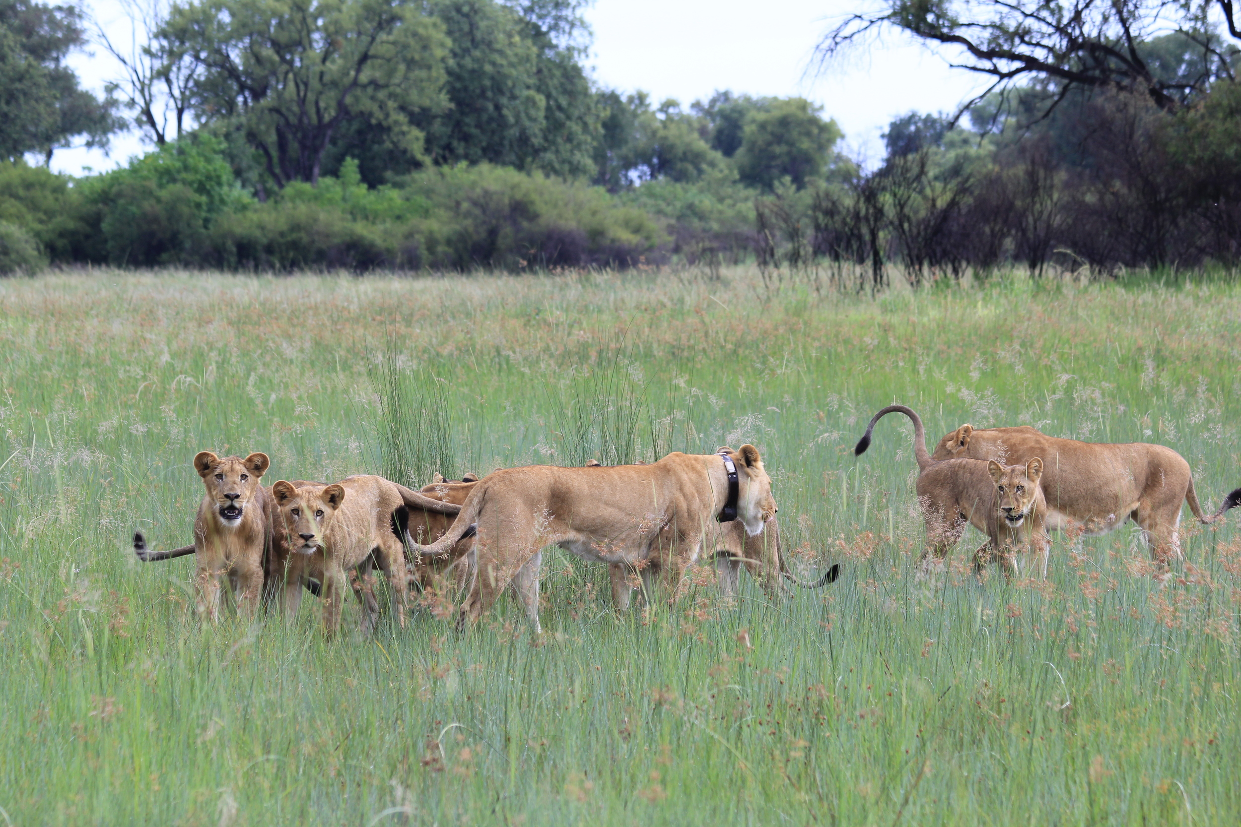 Mayenga ("Decorated by the Gods") sporting her satellite tracking collar as she walks among her cubs
