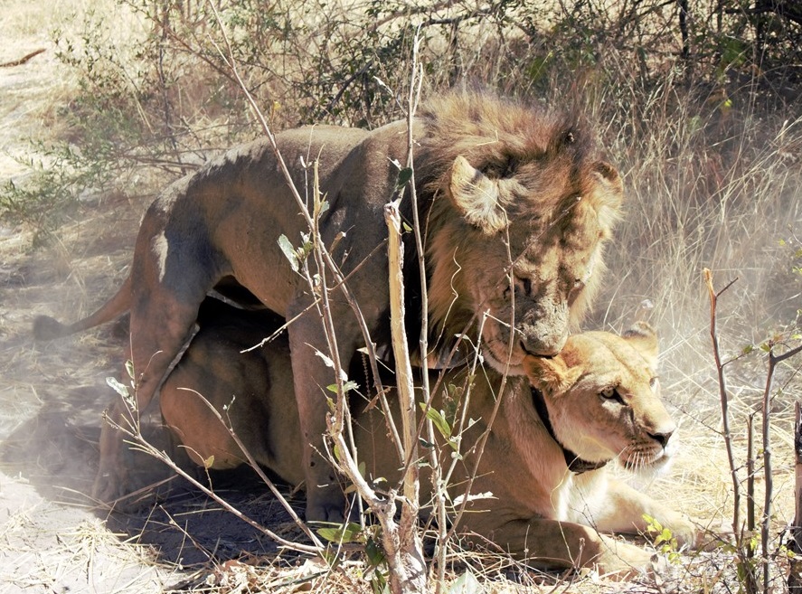 Mayenga with a male from the Vumbra area Photo: Sam Callee