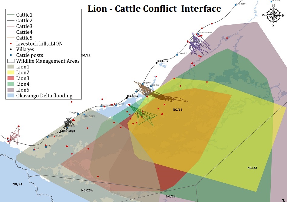 Cattle movements (lines) into lion territories (polygons) where the conflict occurs.