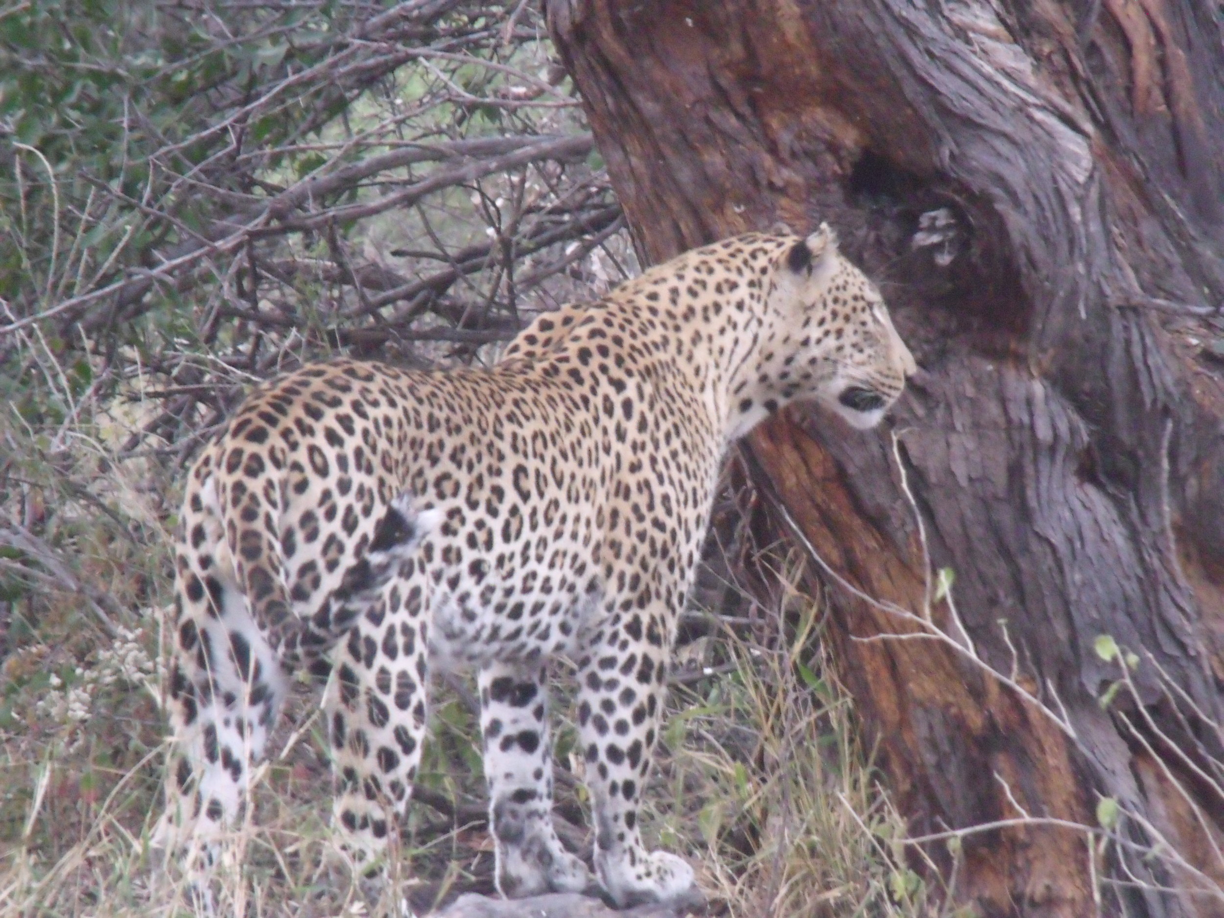 The African leopard in Botswana