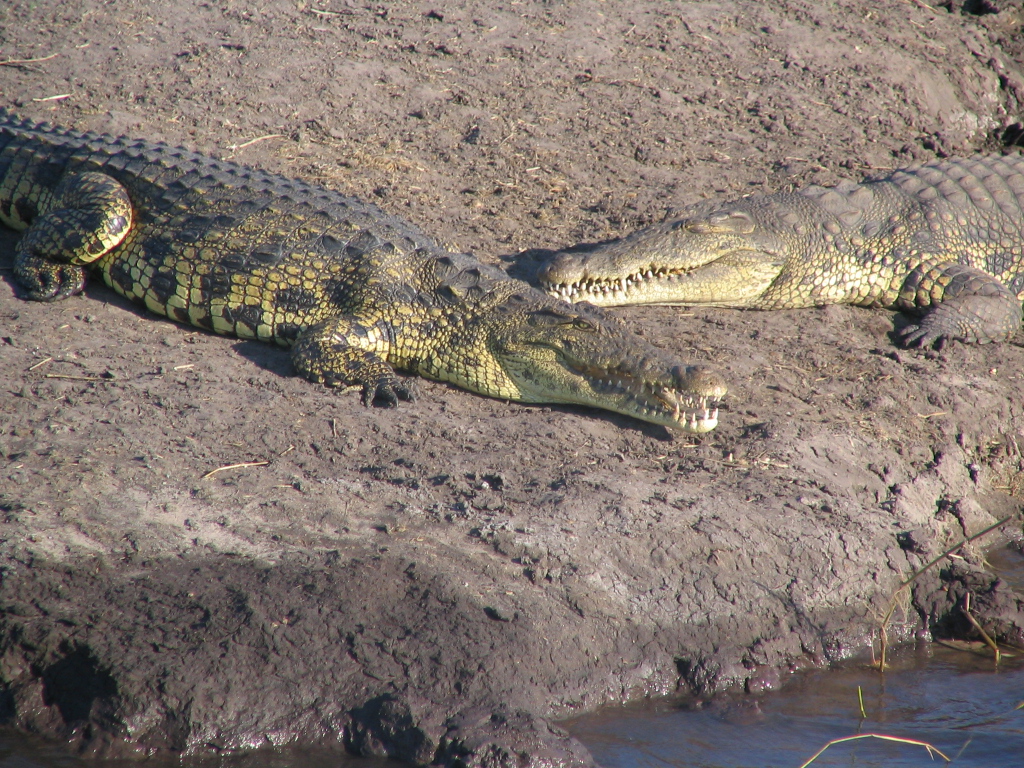 2crocs.jpg