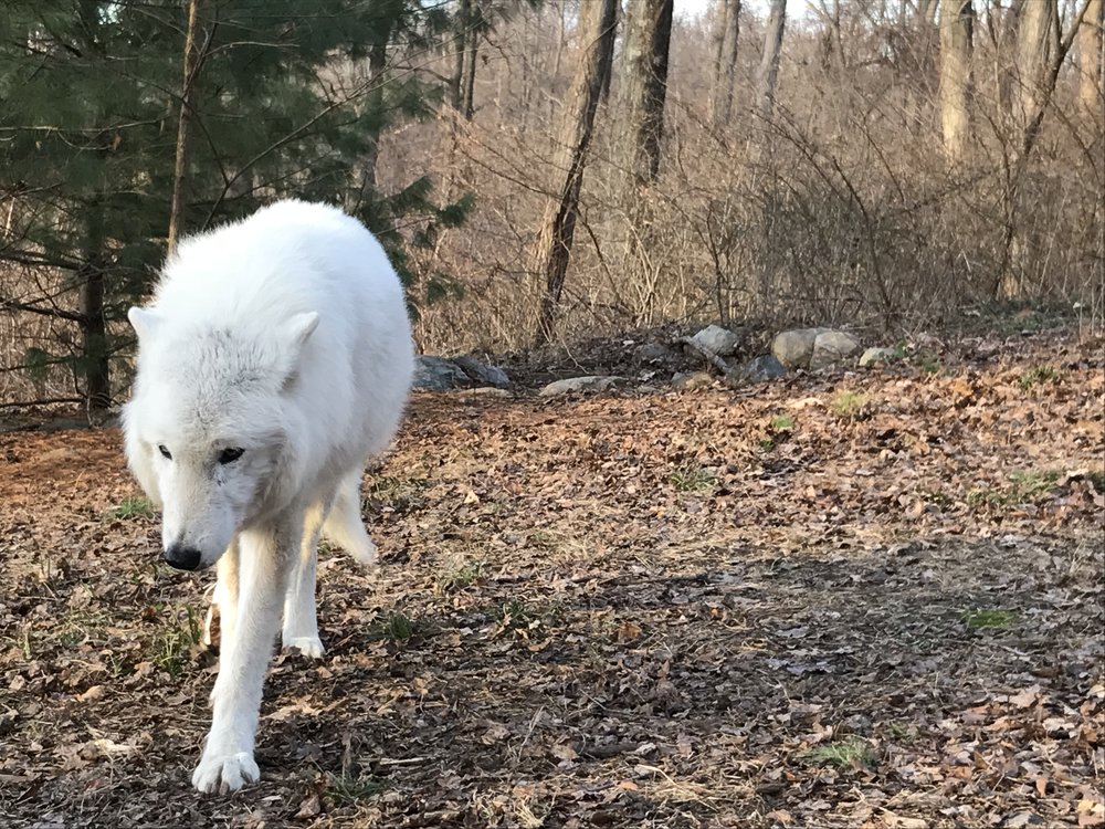 15 year old wolf at the Wolf Conservation Center in Salem, New York