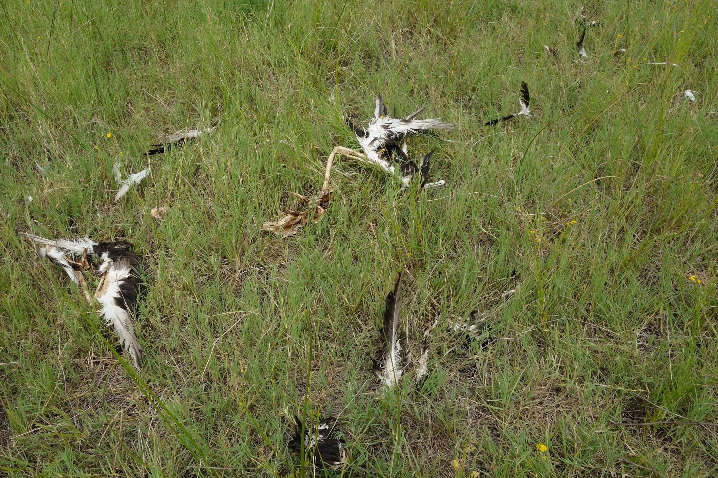 Scores of dead vultures after the poisoning