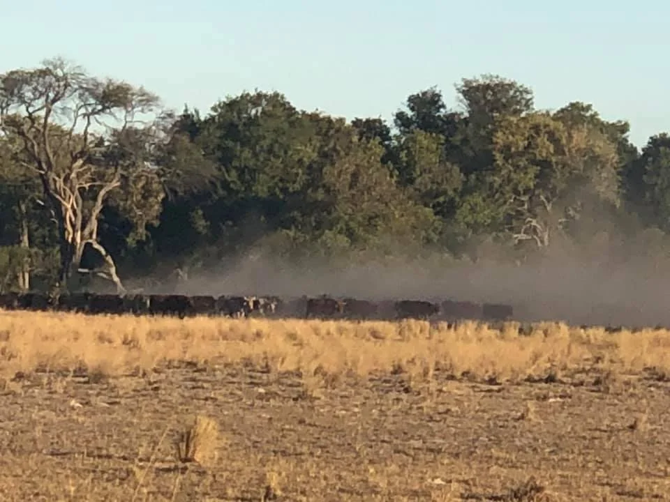 Dusty Cattle_EVerreynne.jpg