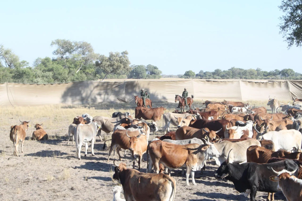 Herd in kraal1.jpg
