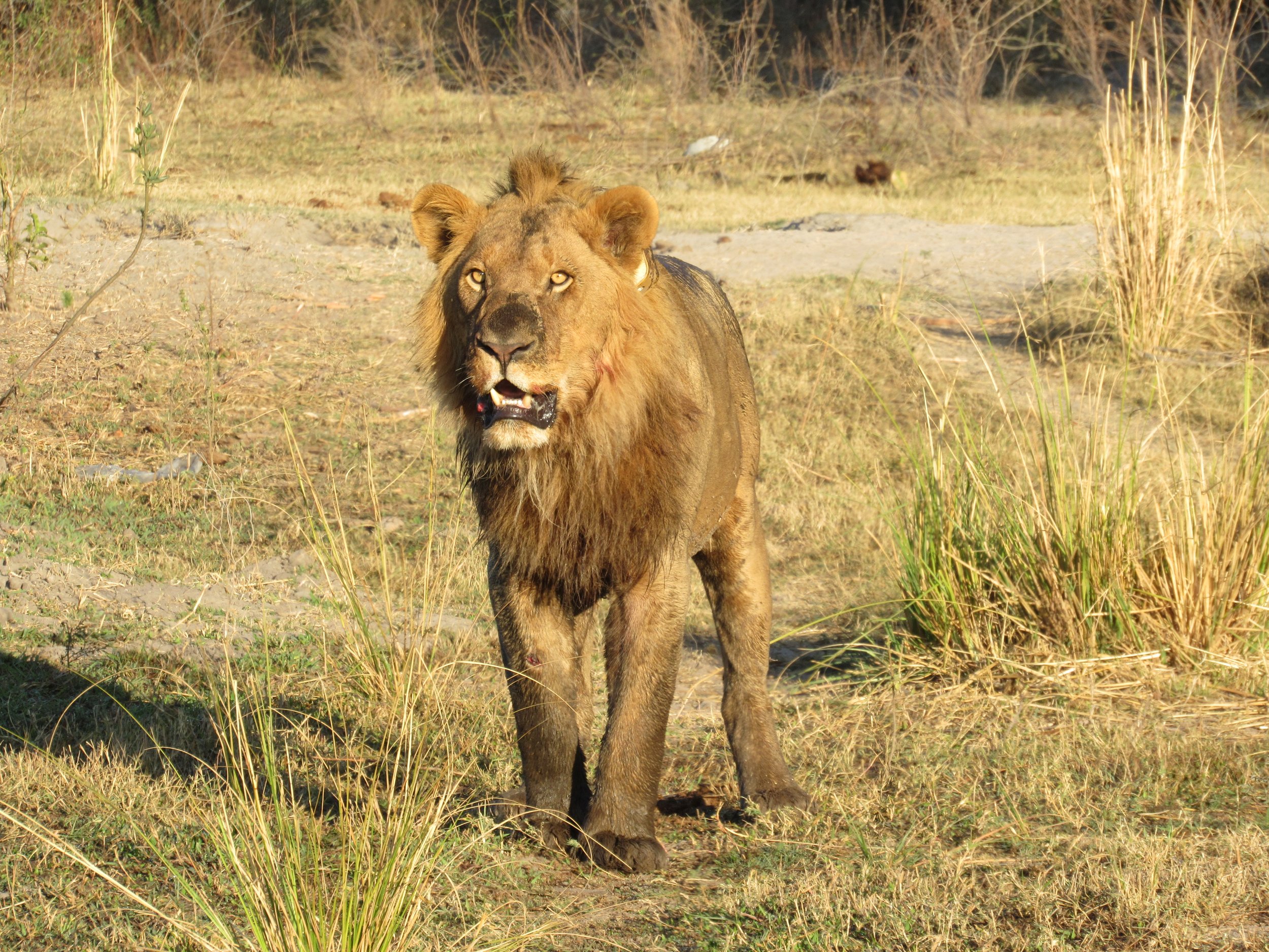 Algorithm discovers that every lion has a unique and trackable roar
