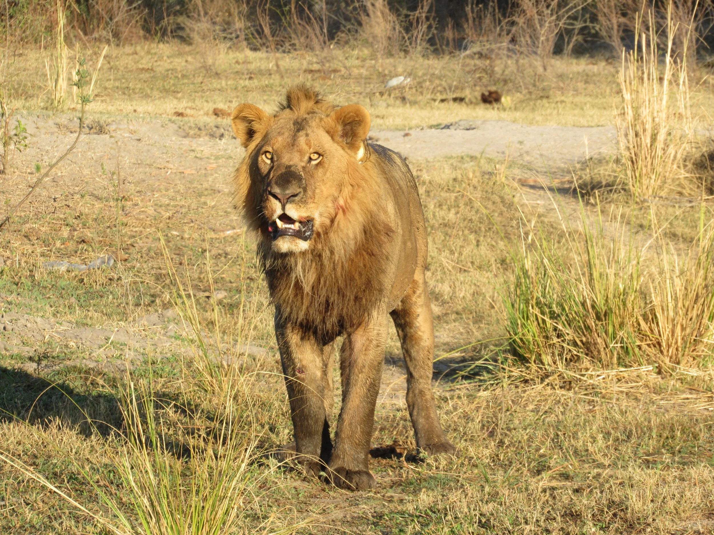 A Second Chance for Young Lions — CLAWS