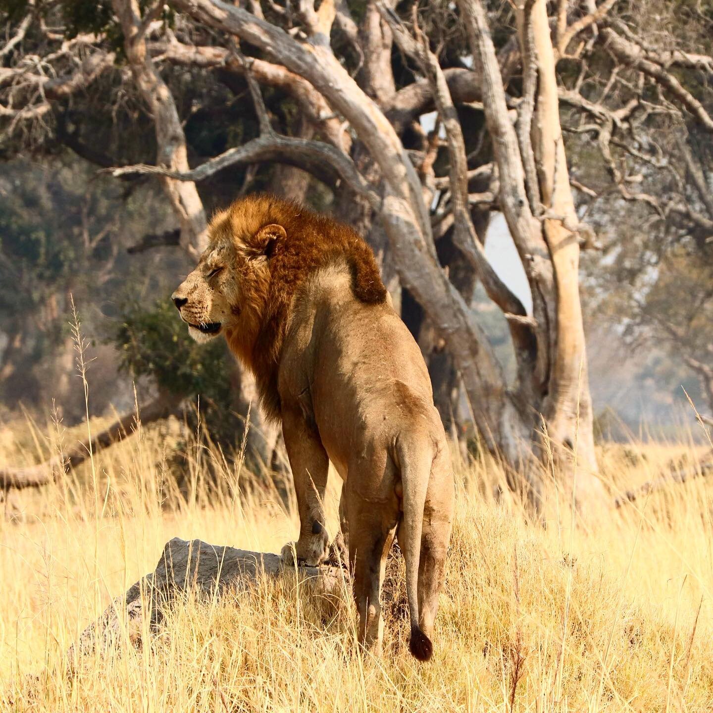 Happy Friday! #clawsconservancy #clawsbotswana #weekendvibes #weekend #lion #lionking #prideinourprides #kingofthehill