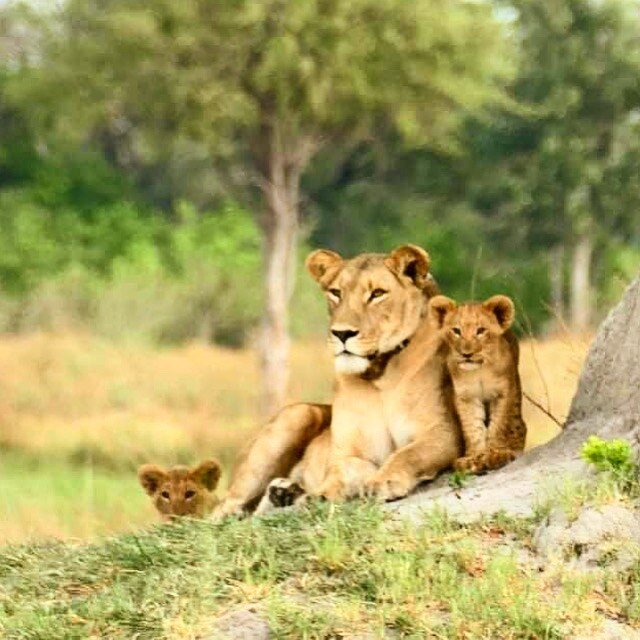Happy Mother&rsquo;s Day to all those amazing mothers who are raising the next generation. We celebrate all you do today! #clawsconservancy #clawsbotswana #prideinourprides #mothersday #lioness #wildlifephotography #mother #motherhood #bigcats