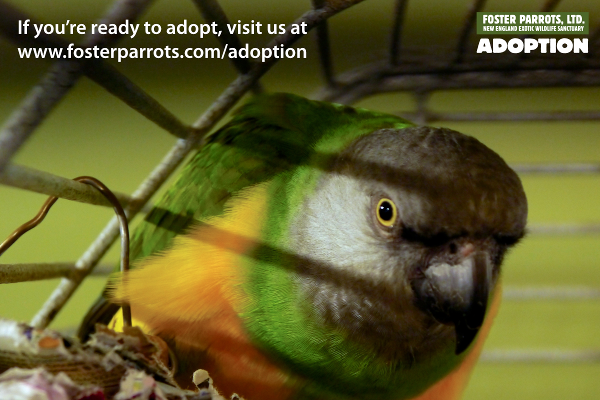 16 Adopt.png