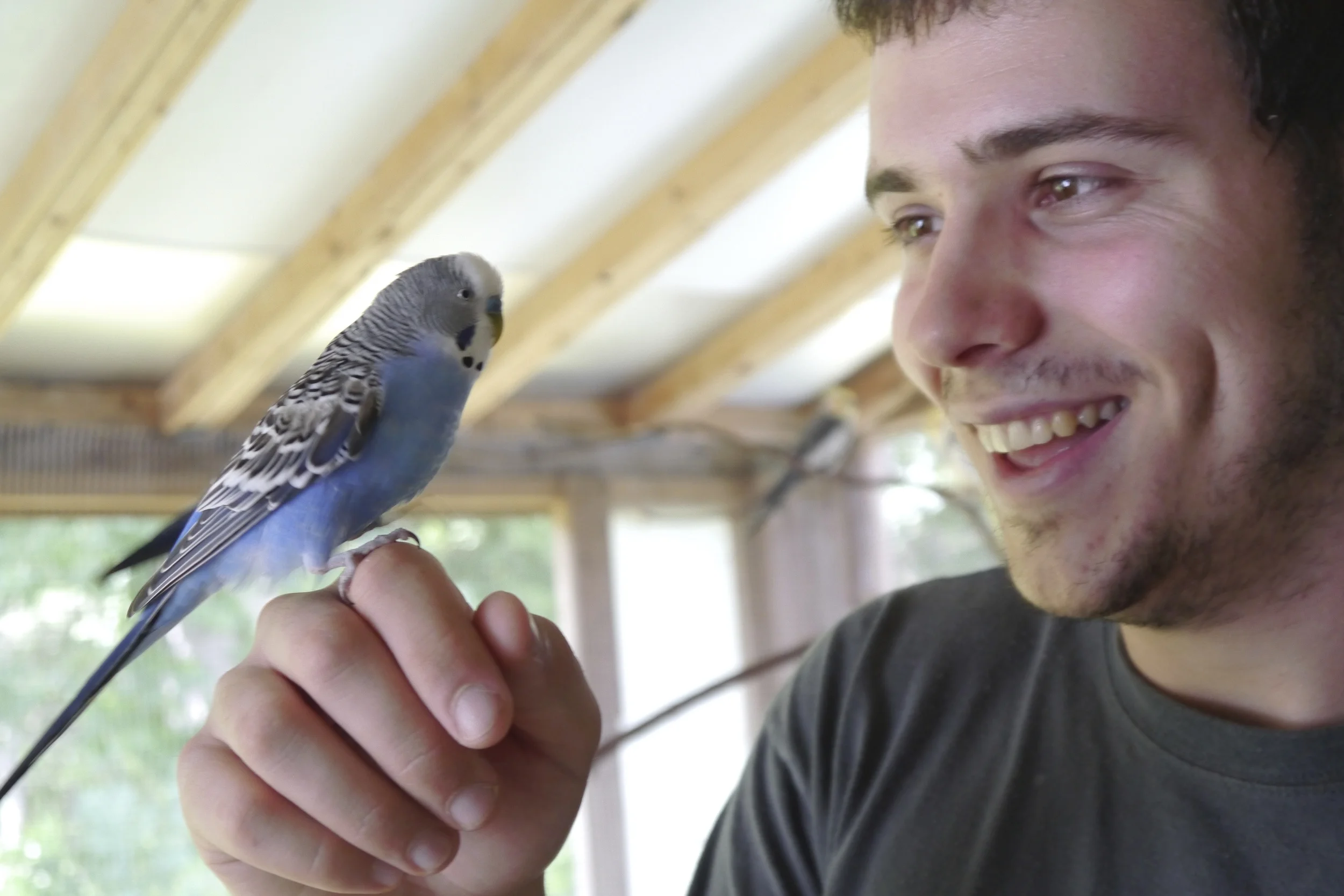 Foster Parrots -parakeet with Jim.jpg