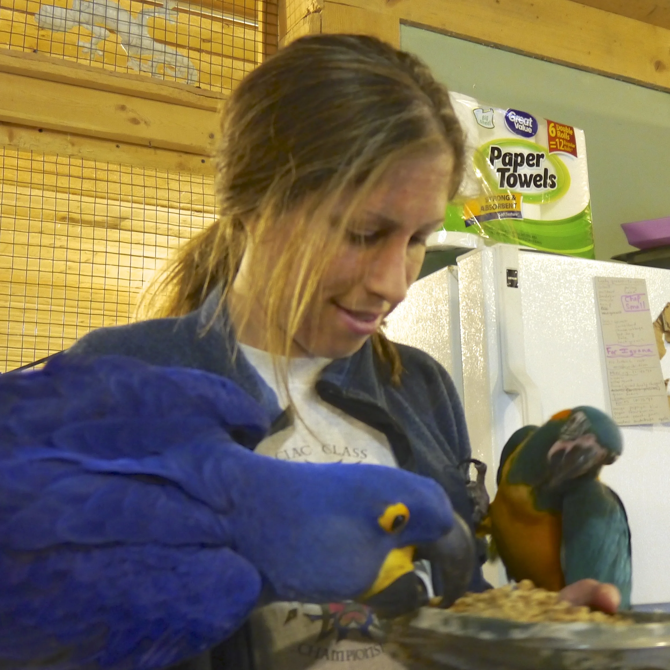 Foster Parrots - Liz, Burt, Jub-Jub.jpg