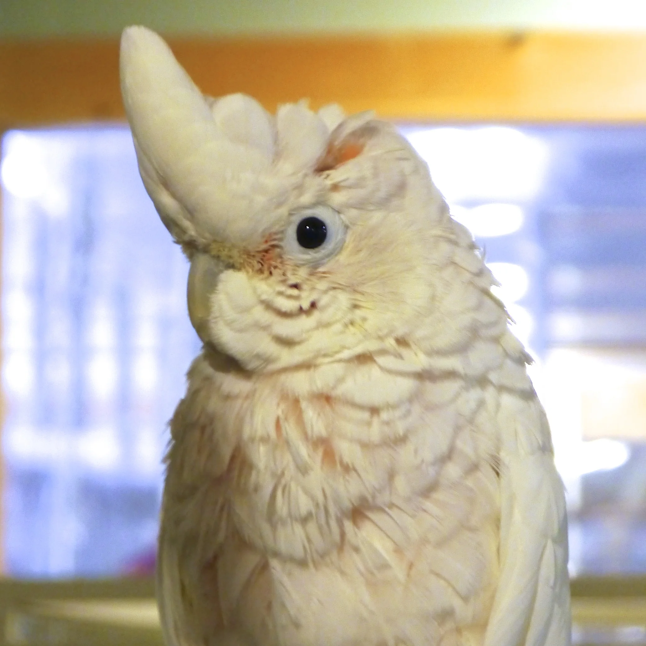Watusi