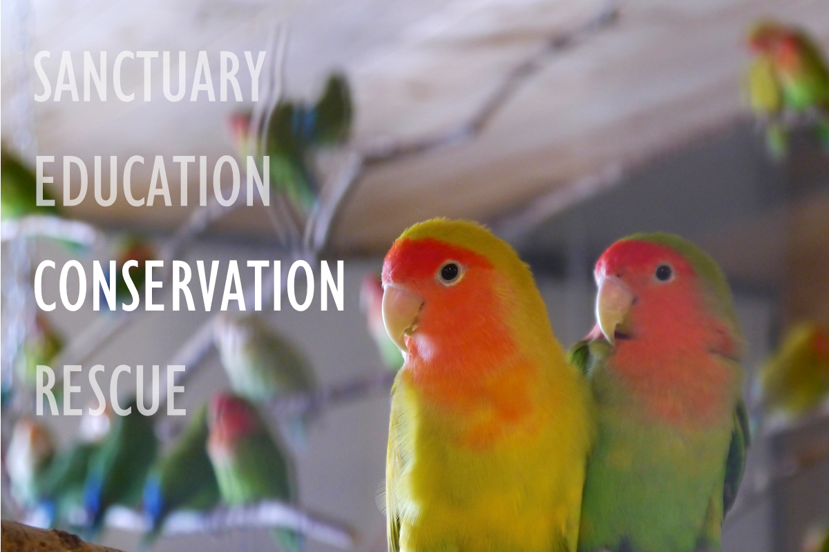 Conservation1.png