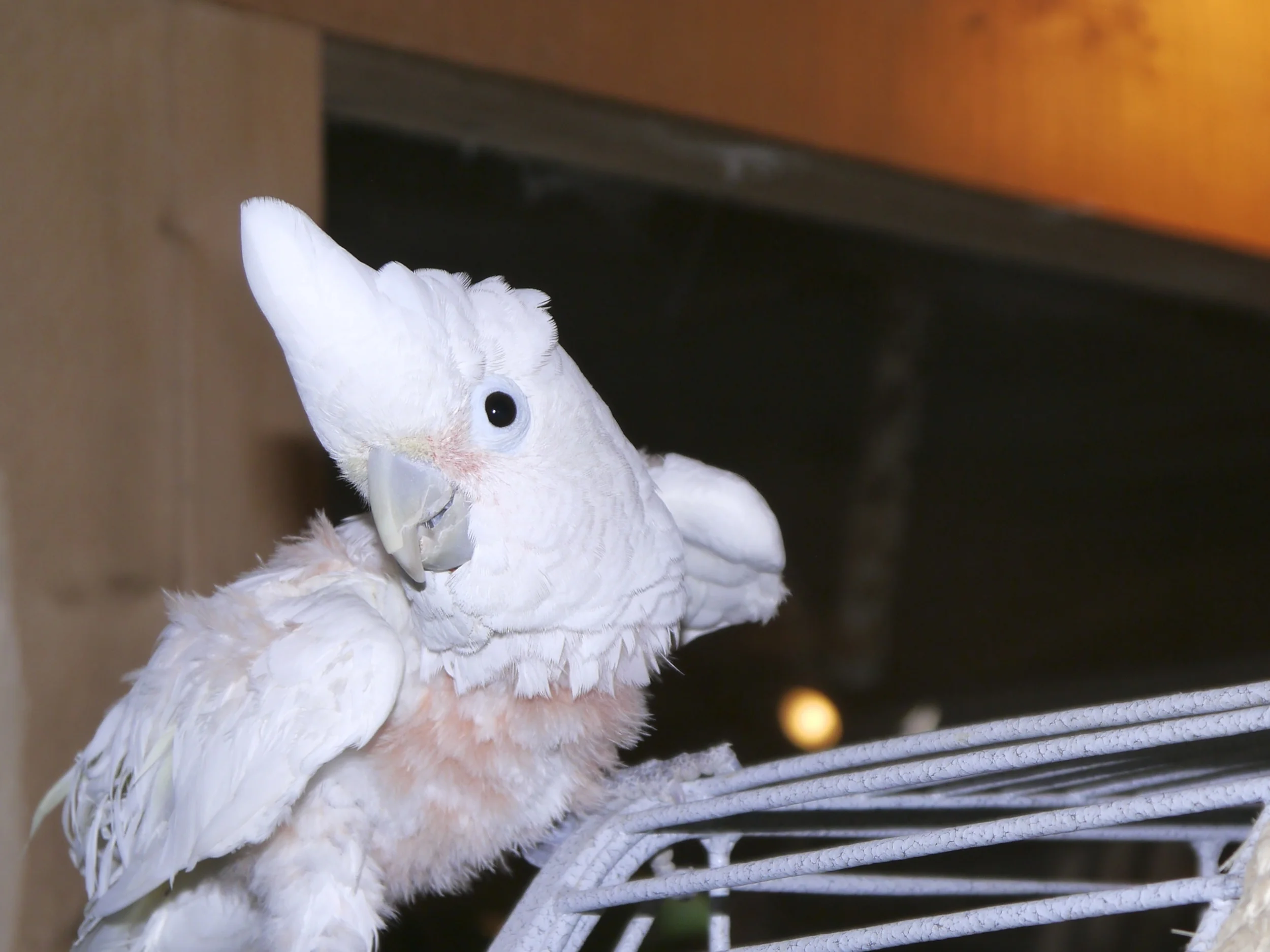 Foster Parrots - Watusi.jpg