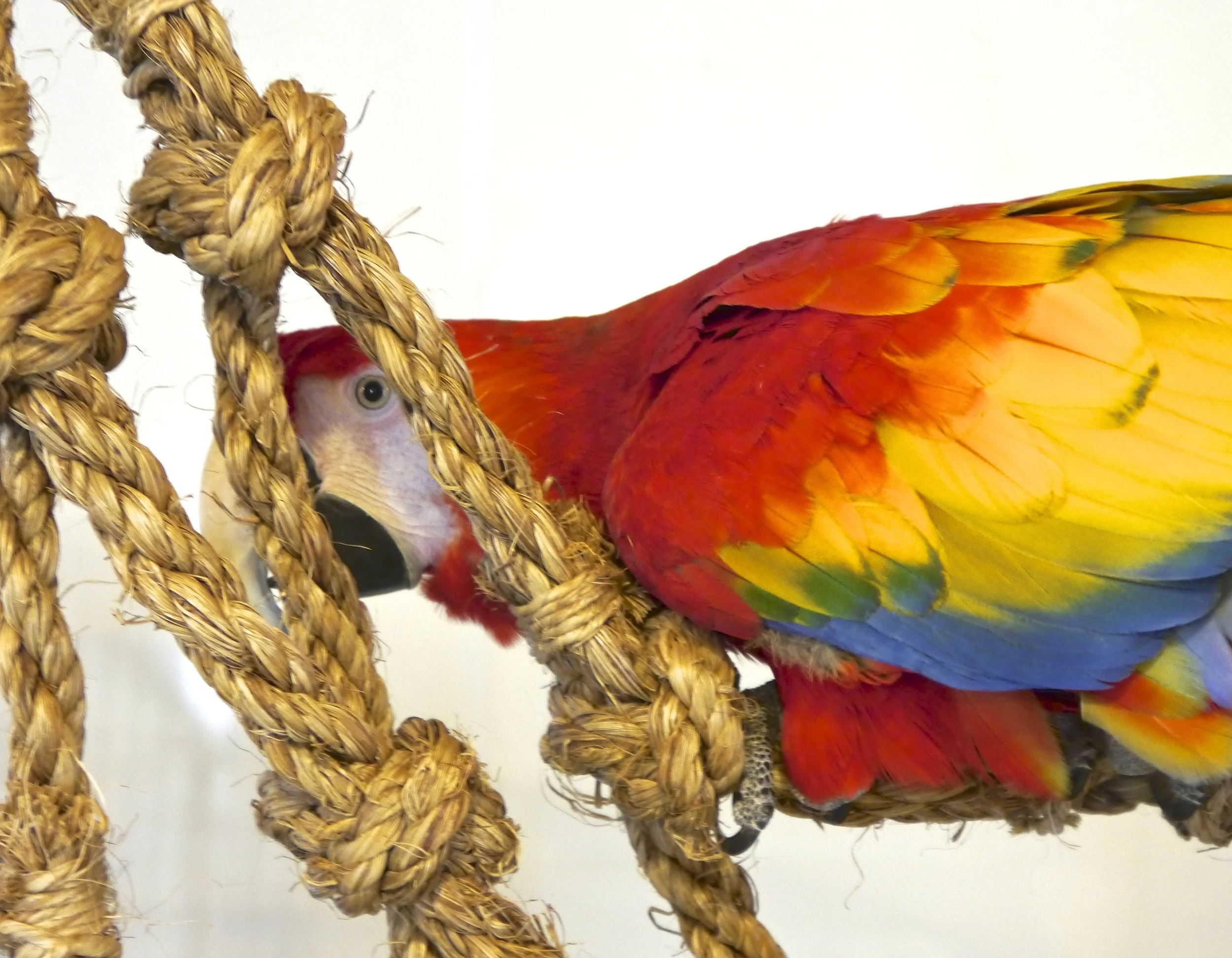 Foster Parrots - Mary - Version 3.jpg