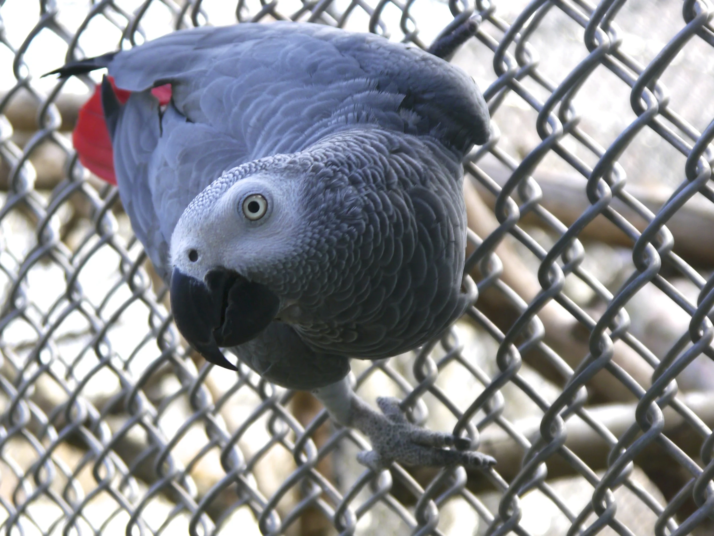 Foster Parrots - Pip.jpg