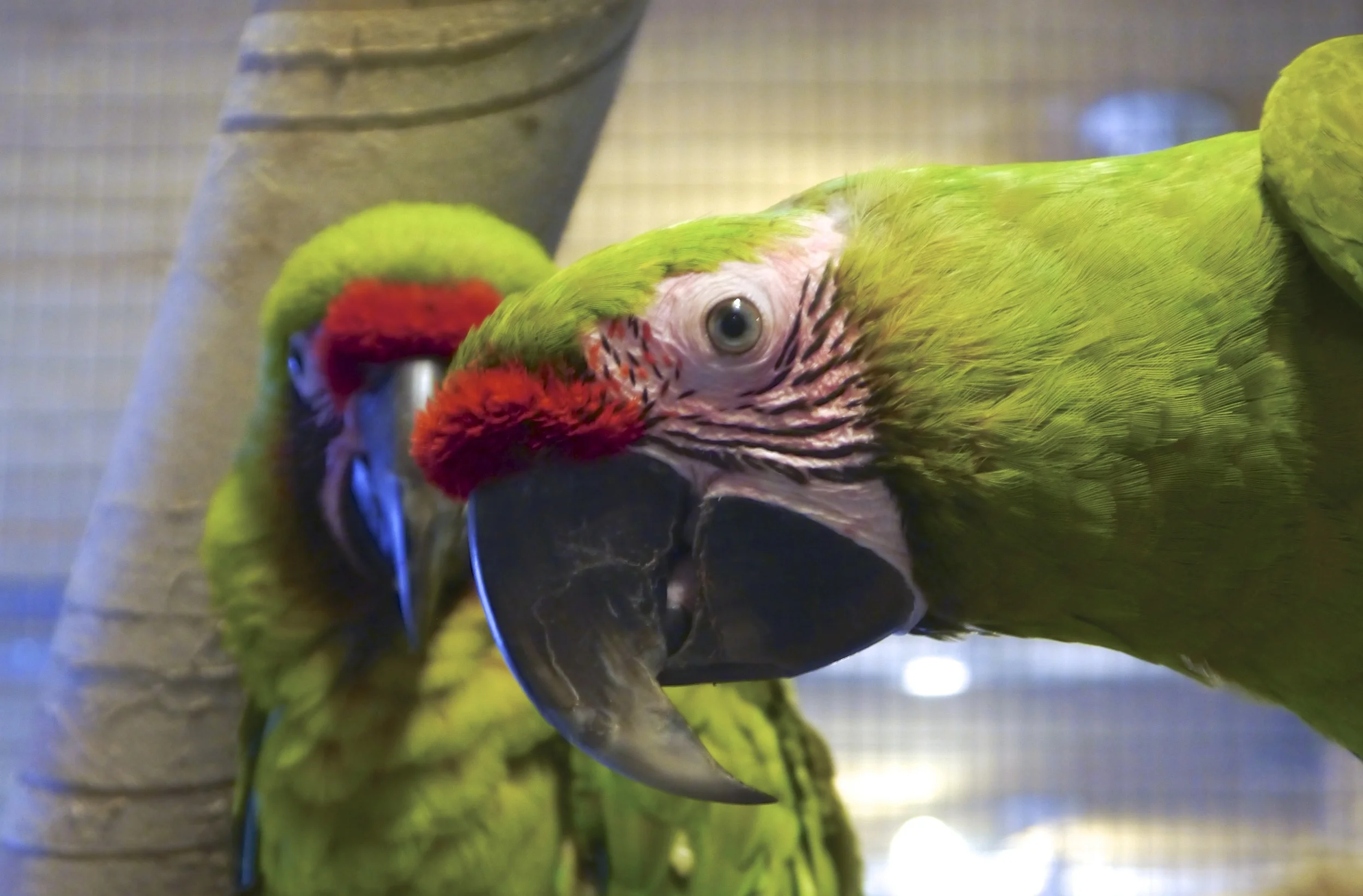 Foster Parrots - Maya and Woodstock.jpg