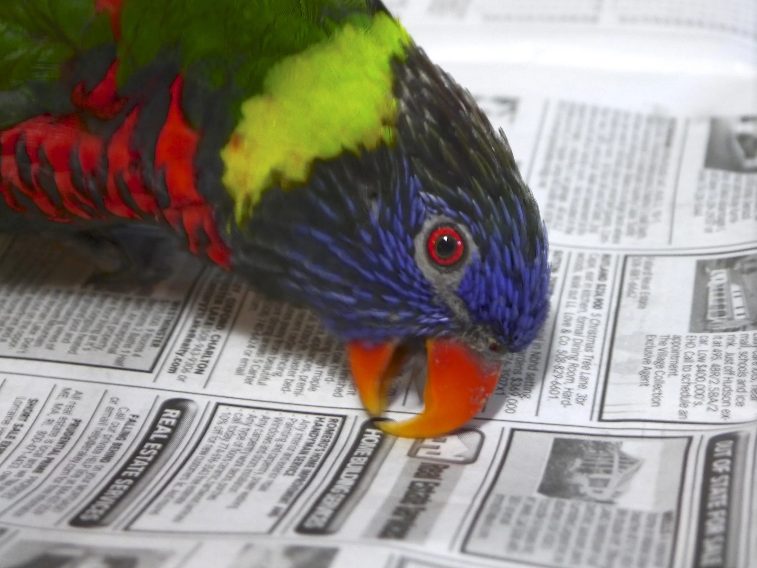 Foster Parrots - new lory.jpg