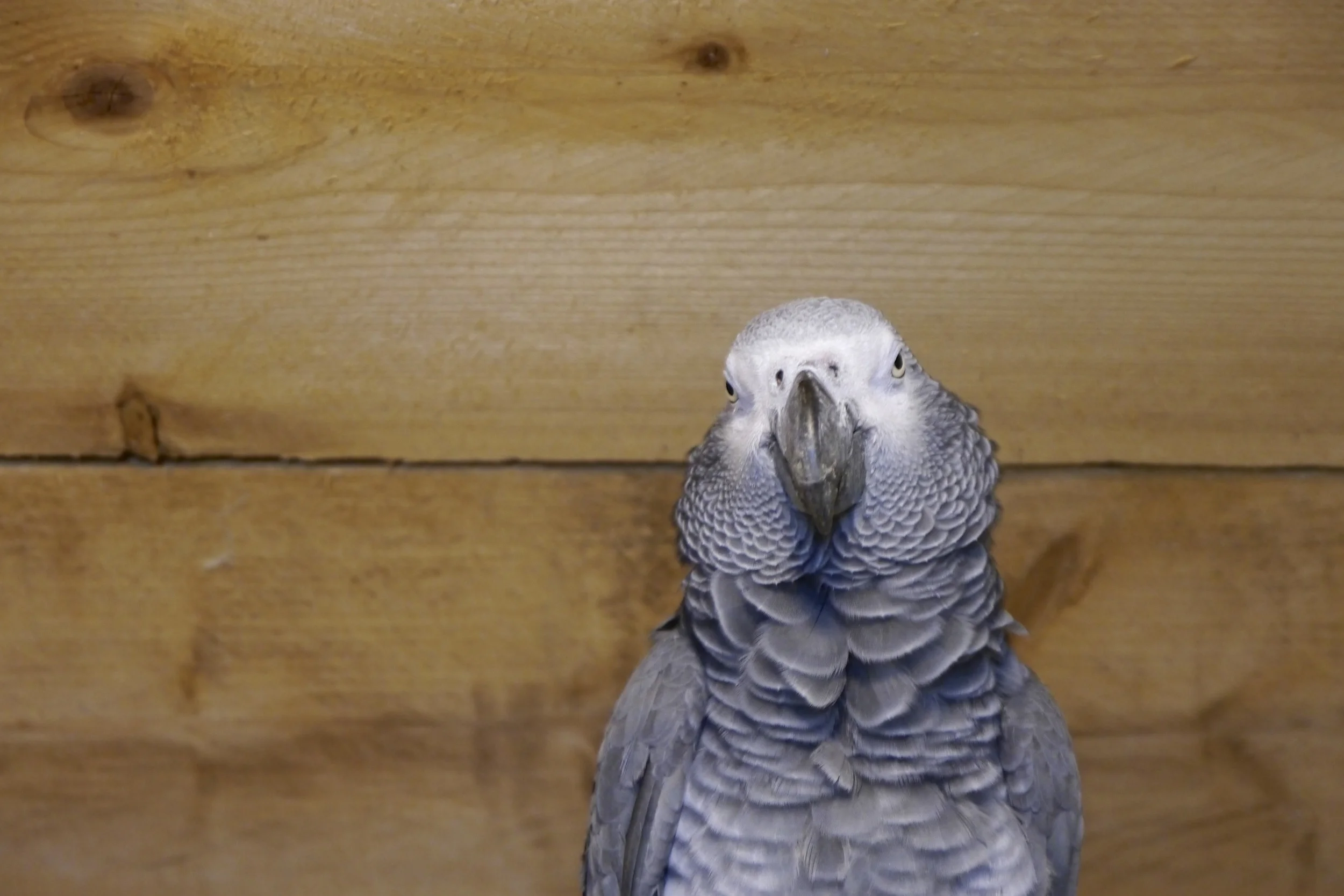 Foster Parrots - Jacou.jpg