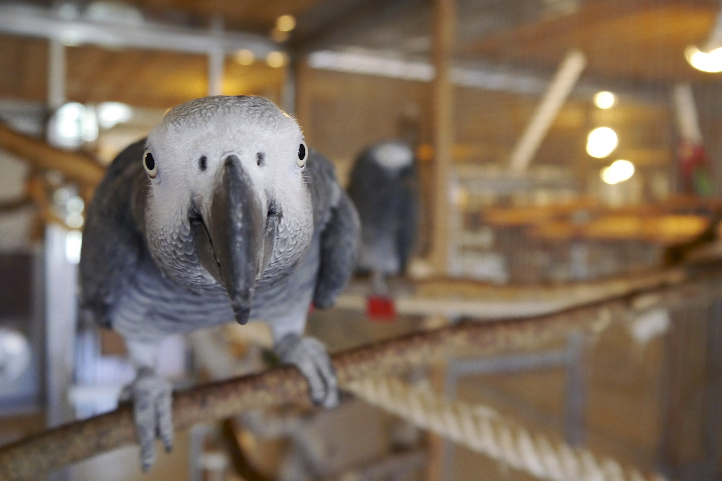 Foster Parrots - Pip and Gabby.jpg